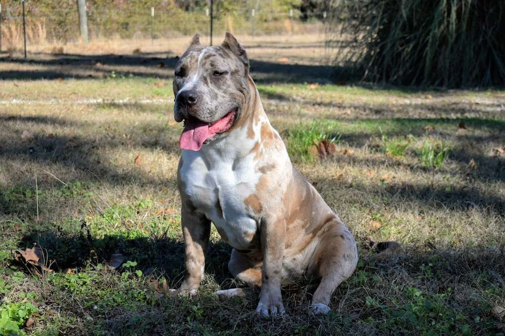 Midwest Banned Bullies Gypsy