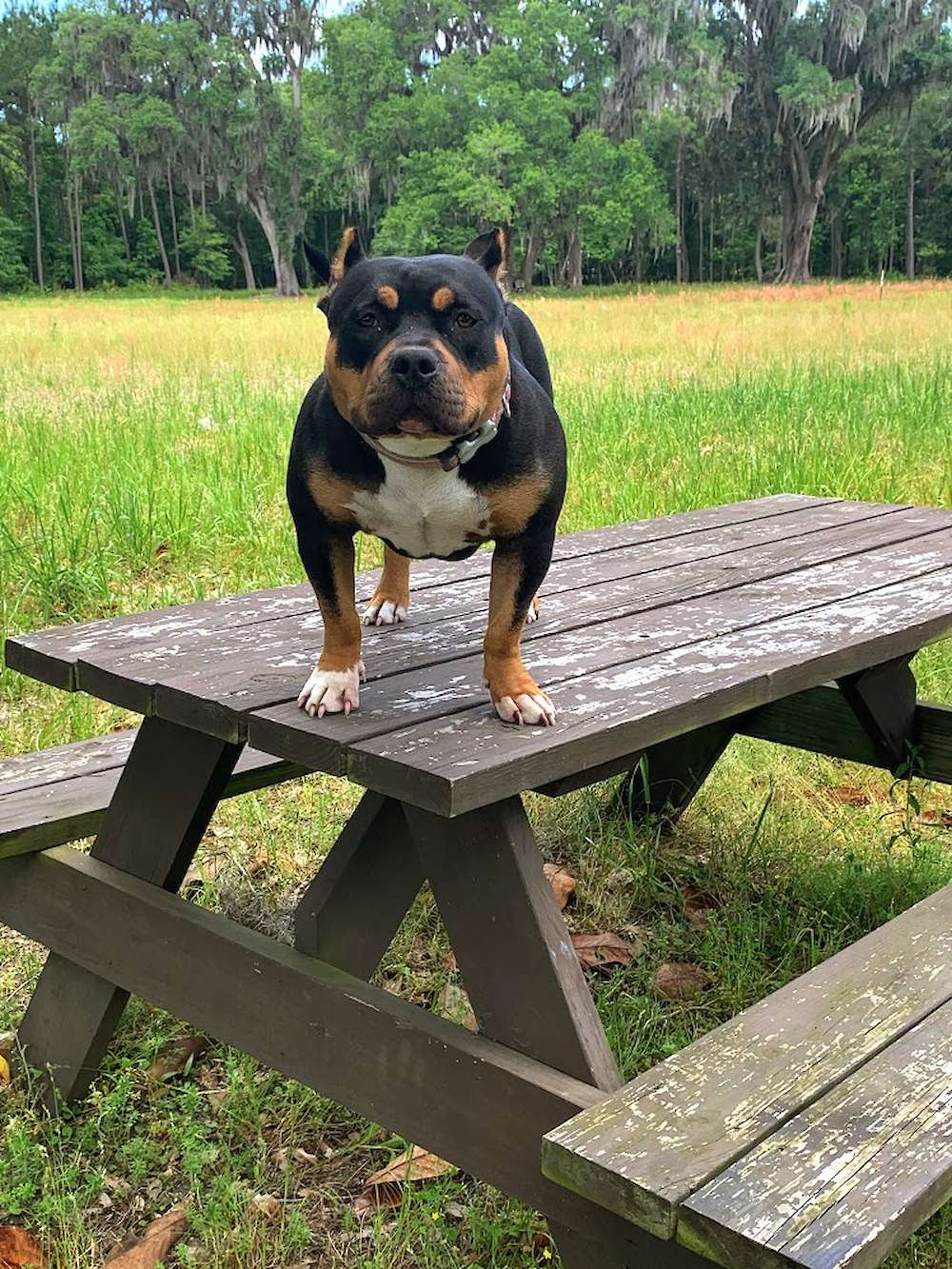 The Bully Cartel Brox Penelope
