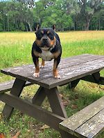  The Bully Cartel Brox Penelope 