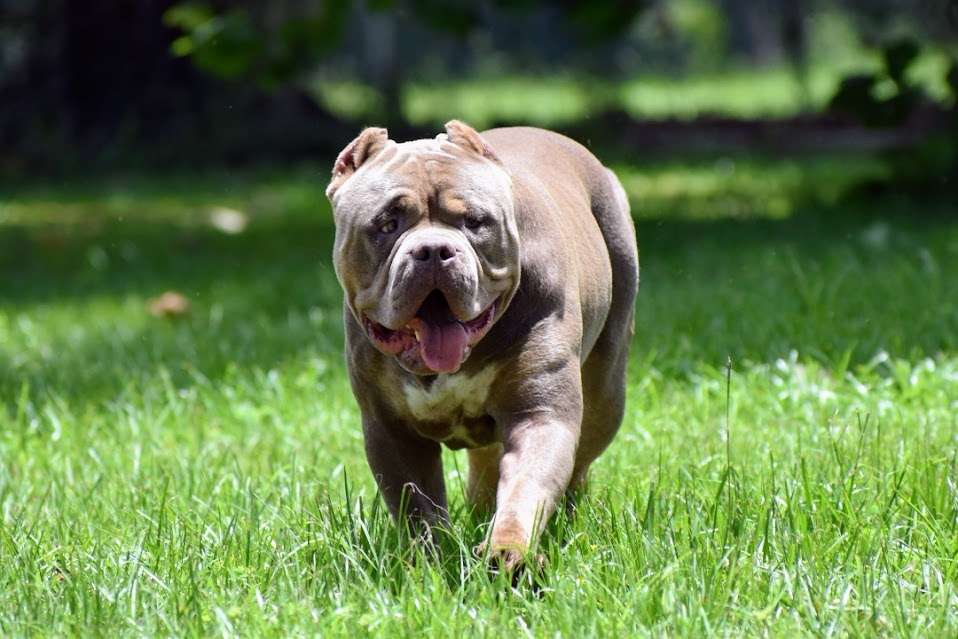 Our Bullies